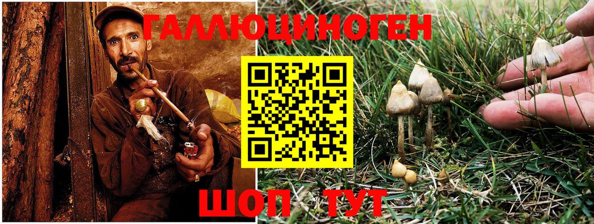 Галлюциногенные грибы Psilocybine cubensis Горно-Алтайск